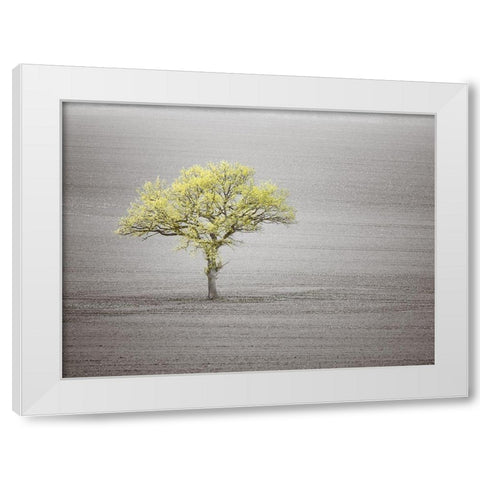 Single tree in foggy grassfield White Modern Wood Framed Art Print by Frank, Assaf