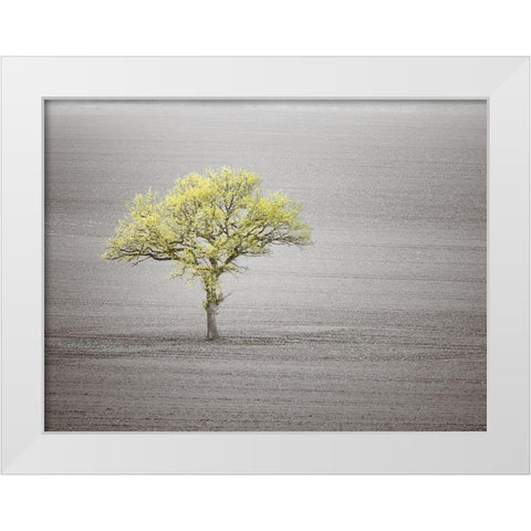 Single tree in foggy grassfield White Modern Wood Framed Art Print by Frank, Assaf
