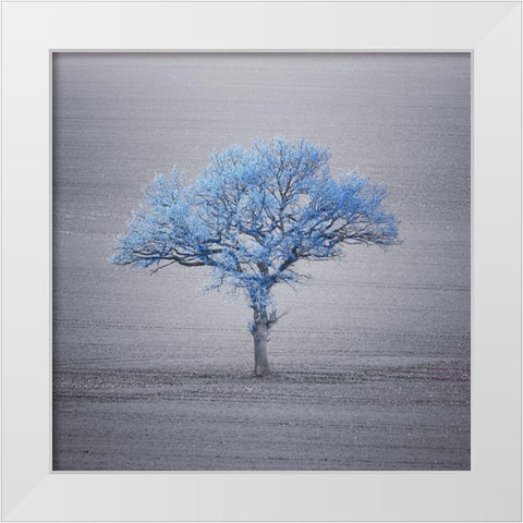 Single tree in foggy grassfield White Modern Wood Framed Art Print by Frank, Assaf