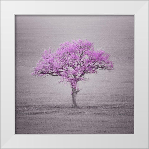 Single tree in foggy grassfield White Modern Wood Framed Art Print by Frank, Assaf