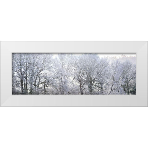 Misty forest White Modern Wood Framed Art Print by Frank, Assaf