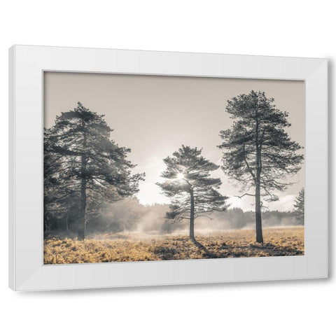 Sun trough trees White Modern Wood Framed Art Print by Frank, Assaf