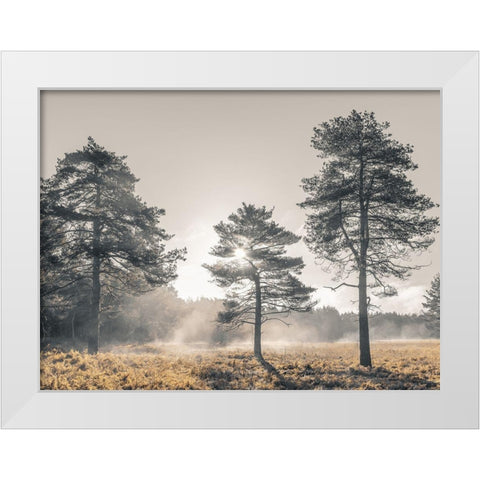 Sun trough trees White Modern Wood Framed Art Print by Frank, Assaf