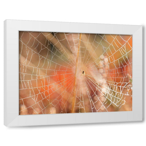 Spider web White Modern Wood Framed Art Print by Frank, Assaf