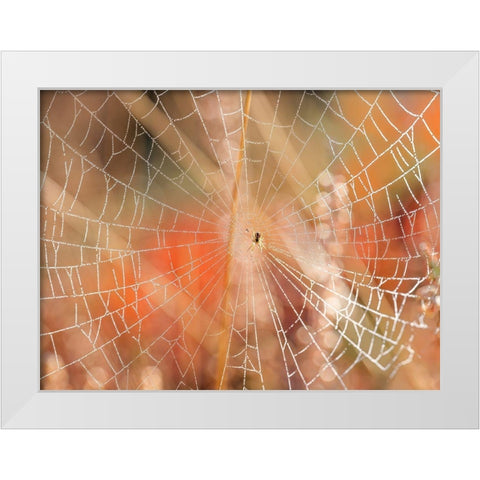 Spider web White Modern Wood Framed Art Print by Frank, Assaf