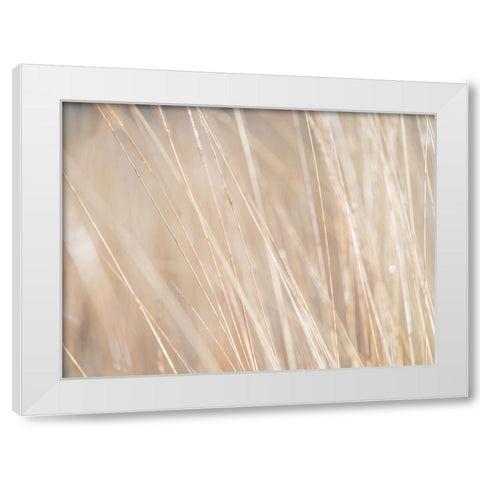 Reeds White Modern Wood Framed Art Print by Frank, Assaf
