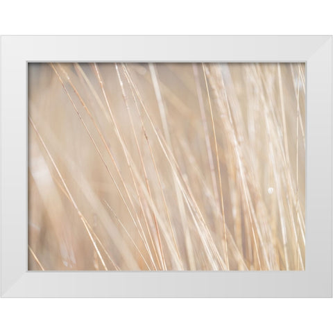 Reeds White Modern Wood Framed Art Print by Frank, Assaf