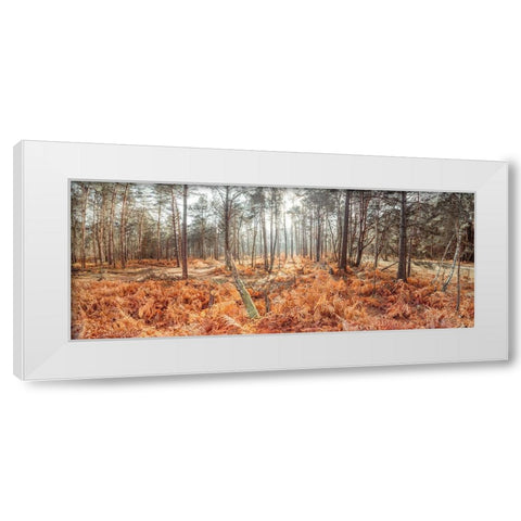 Autumn forest White Modern Wood Framed Art Print by Frank, Assaf