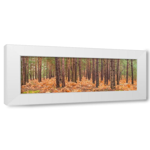 Autumn forest White Modern Wood Framed Art Print by Frank, Assaf