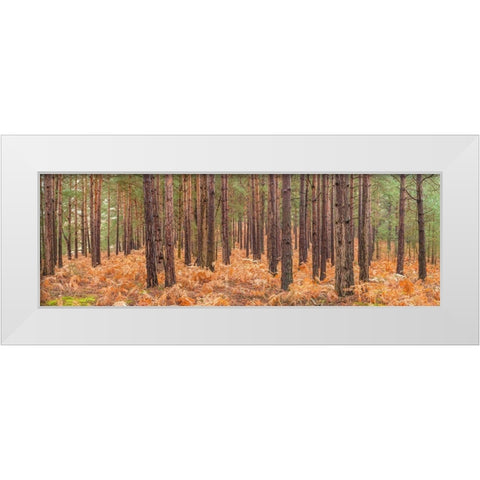 Autumn forest White Modern Wood Framed Art Print by Frank, Assaf