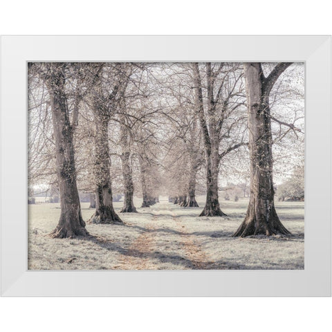 Pathway through forest White Modern Wood Framed Art Print by Frank, Assaf