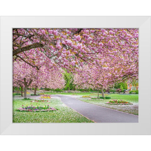 Blossom in the park White Modern Wood Framed Art Print by Frank, Assaf