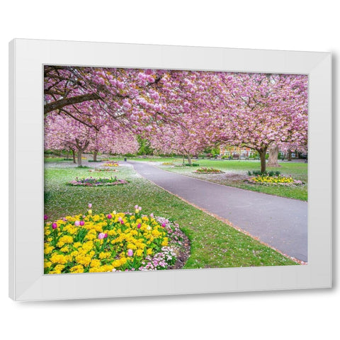 Blossom in the park White Modern Wood Framed Art Print by Frank, Assaf