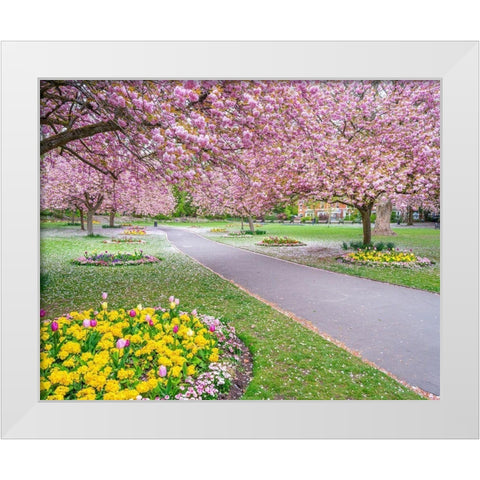Blossom in the park White Modern Wood Framed Art Print by Frank, Assaf