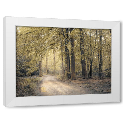 Pathway through forest White Modern Wood Framed Art Print by Frank, Assaf