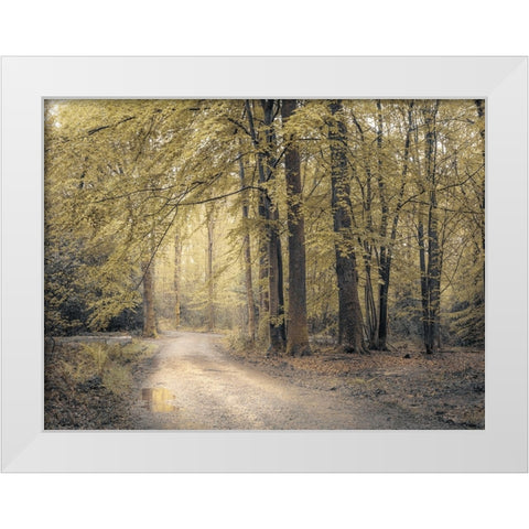 Pathway through forest White Modern Wood Framed Art Print by Frank, Assaf