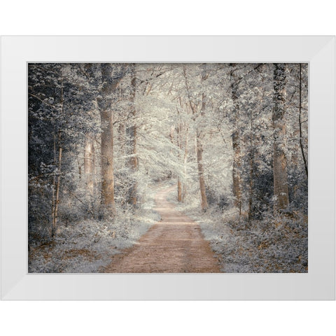 Pathway through forest White Modern Wood Framed Art Print by Frank, Assaf