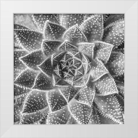 Succulent-Aloe Aristata White Modern Wood Framed Art Print by Frank, Assaf