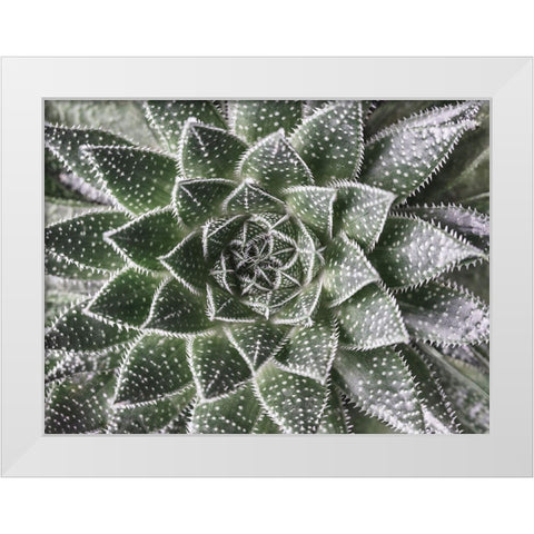 Succulent-Aloe Aristata White Modern Wood Framed Art Print by Frank, Assaf