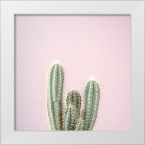 Micranthocereus Estevesii Cactus White Modern Wood Framed Art Print by Frank, Assaf
