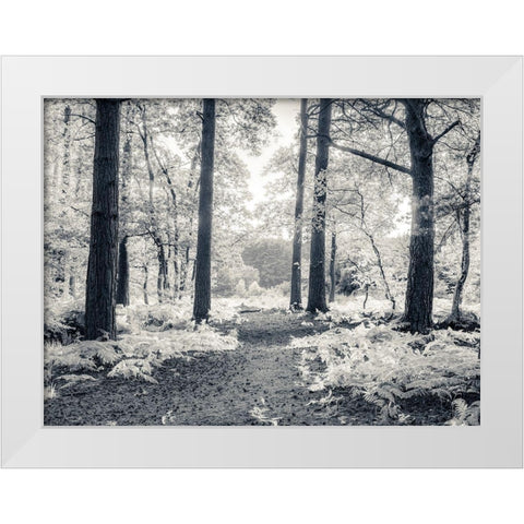 pathway through forest White Modern Wood Framed Art Print by Frank, Assaf