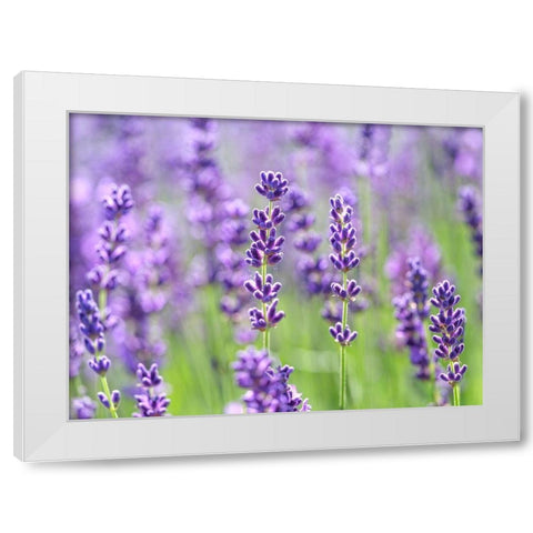 Lavender White Modern Wood Framed Art Print by Frank, Assaf