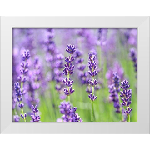 Lavender White Modern Wood Framed Art Print by Frank, Assaf