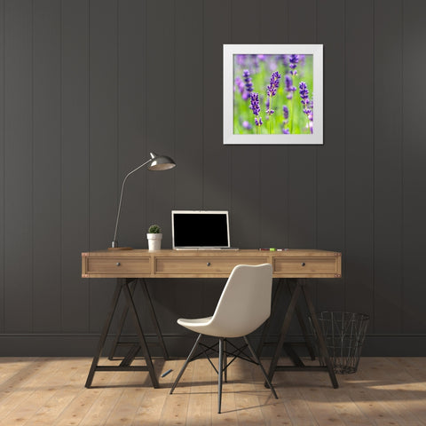 Lavender White Modern Wood Framed Art Print by Frank, Assaf