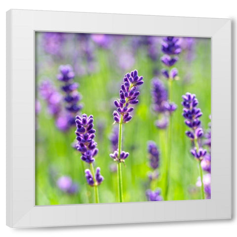 Lavender White Modern Wood Framed Art Print by Frank, Assaf