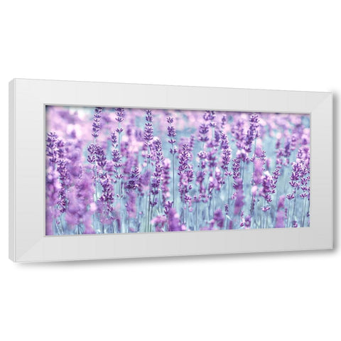 Lavender White Modern Wood Framed Art Print by Frank, Assaf