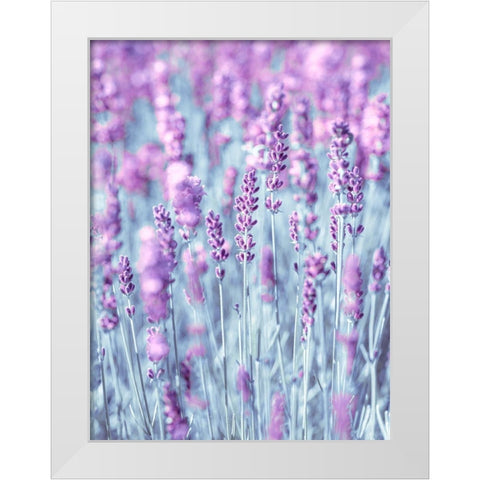 Lavender White Modern Wood Framed Art Print by Frank, Assaf