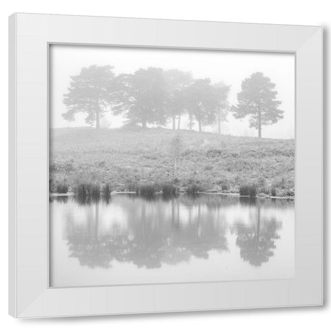 Misty Pine trees-reflection White Modern Wood Framed Art Print by Frank, Assaf