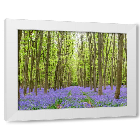 Bluebell wood path White Modern Wood Framed Art Print by Frank, Assaf