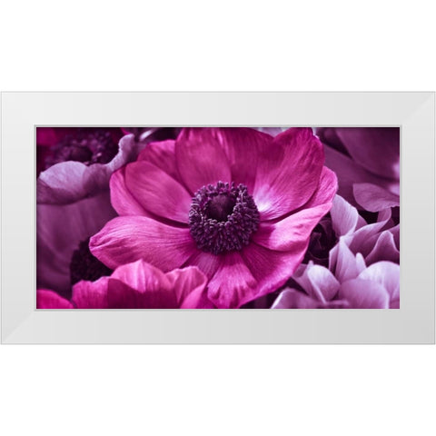 AF20111223 Anemone 008C15-2 RaspberryC01 White Modern Wood Framed Art Print by Frank, Assaf