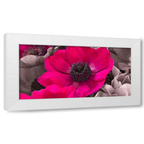 AF20111223 Anemone 008C15-2 Raspberry White Modern Wood Framed Art Print by Frank, Assaf