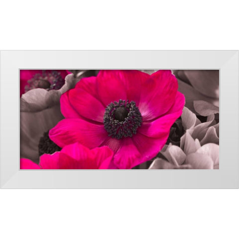 AF20111223 Anemone 008C15-2 Raspberry White Modern Wood Framed Art Print by Frank, Assaf