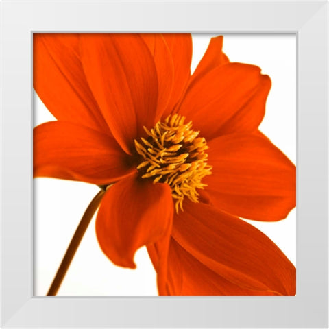 AF20110714 Dahlia 106C03 White Modern Wood Framed Art Print by Frank, Assaf