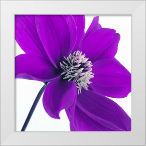 AF20110714 Dahlia 106C05 White Modern Wood Framed Art Print by Frank, Assaf