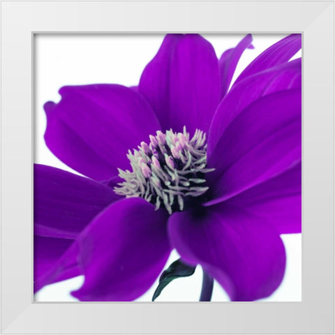 AF20110714 Dahlia 107C05 White Modern Wood Framed Art Print by Frank, Assaf