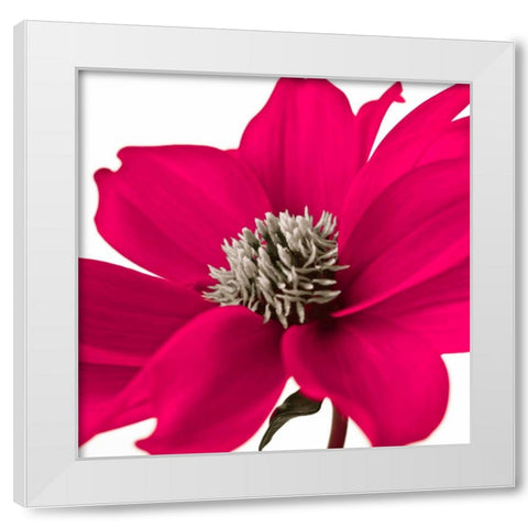 AF20110714 Dahlia 107C08 White Modern Wood Framed Art Print by Frank, Assaf