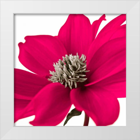 AF20110714 Dahlia 107C08 White Modern Wood Framed Art Print by Frank, Assaf