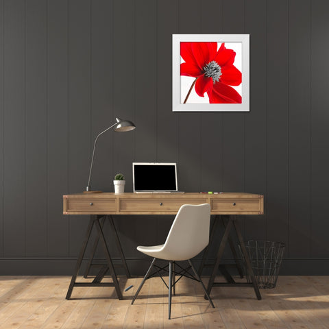 AF20110714 Dahlia 106C15 White Modern Wood Framed Art Print by Frank, Assaf