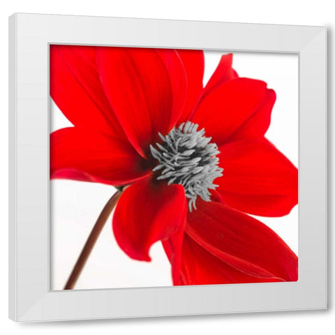 AF20110714 Dahlia 106C15 White Modern Wood Framed Art Print by Frank, Assaf