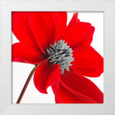 AF20110714 Dahlia 106C15 White Modern Wood Framed Art Print by Frank, Assaf