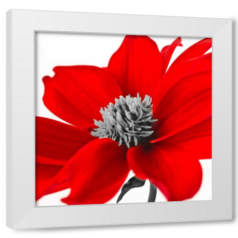 AF20110714 Dahlia 107C15 White Modern Wood Framed Art Print by Frank, Assaf