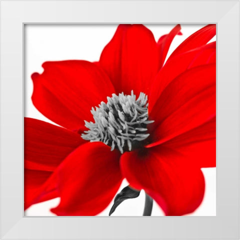 AF20110714 Dahlia 107C15 White Modern Wood Framed Art Print by Frank, Assaf
