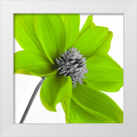 AF20110714 Dahlia 106C15 Green White Modern Wood Framed Art Print by Frank, Assaf