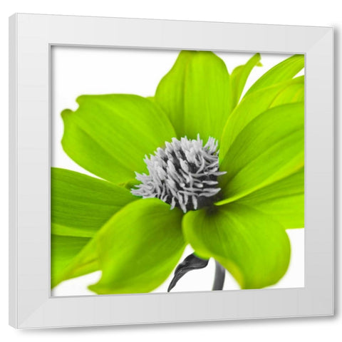 AF20110714 Dahlia 107C15 Green White Modern Wood Framed Art Print by Frank, Assaf