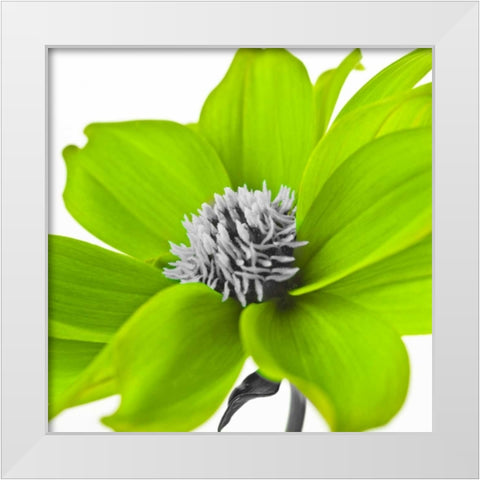 AF20110714 Dahlia 107C15 Green White Modern Wood Framed Art Print by Frank, Assaf