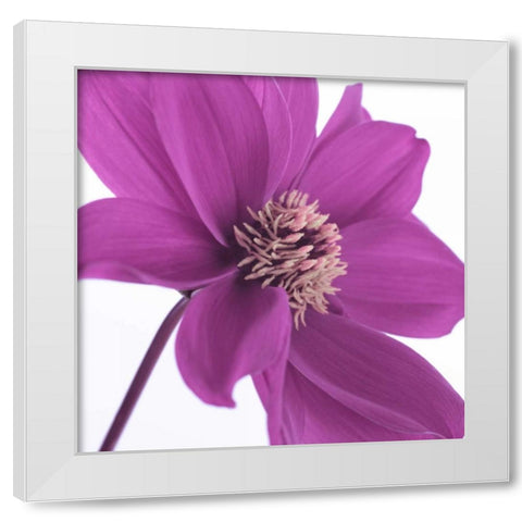 AF20110714 Dahlia 106C16 White Modern Wood Framed Art Print by Frank, Assaf